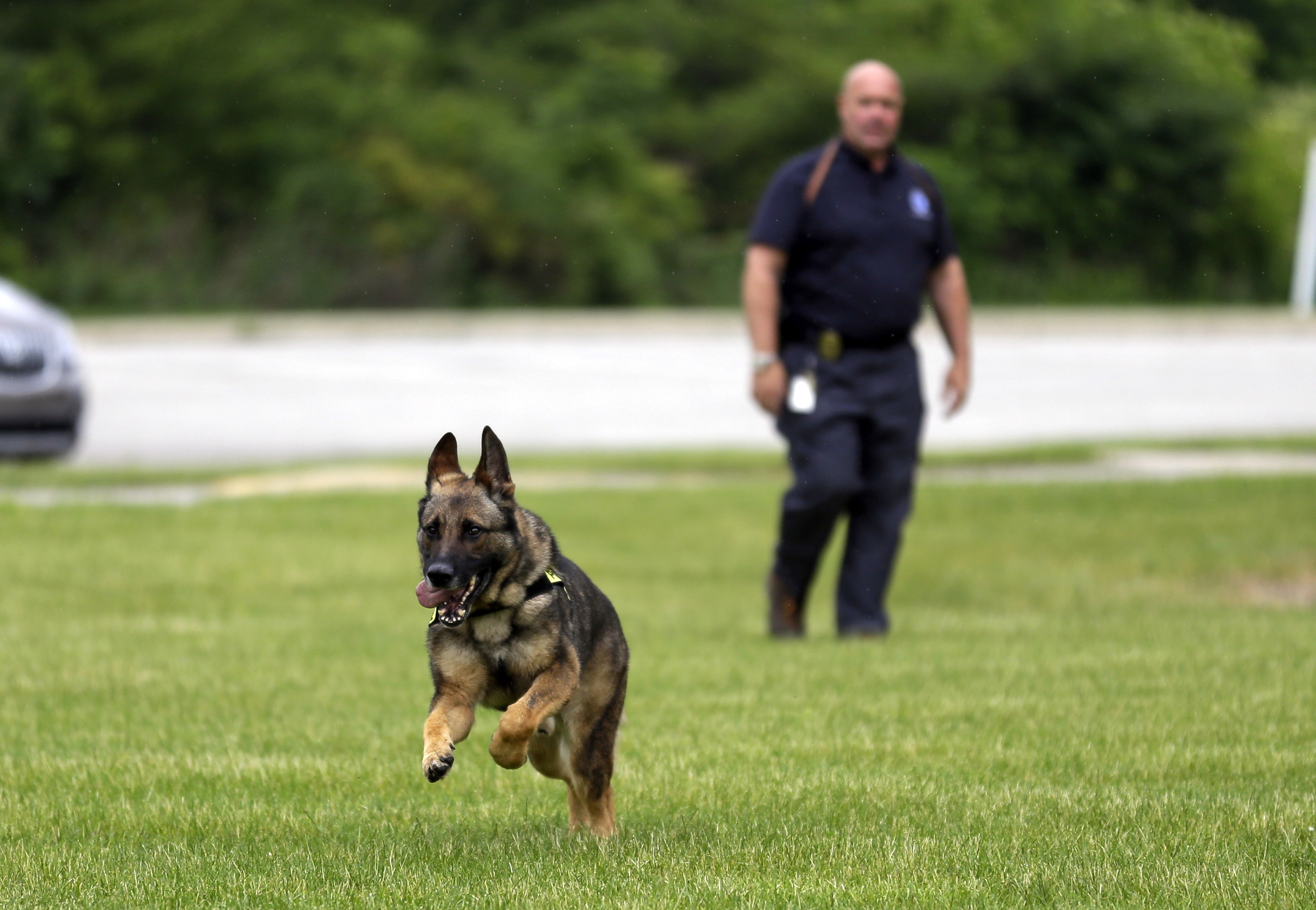 CORRECTS SPELLING OF NAME TO AXEL, NOT AXLE - In this photo taken June 1, 2015, Lawrence Police Department Officer Matthew Hickey watches as his dog Axel performs a search drill at a school in Indianapolis. Axel, a 5-year-old German shepherd that spent three years in Afghanistan as a search and narcotics dog, will spend the rest of his working career in Indianapolis, where hes been assigned to the Lawrence Township School District police force. (AP Photo/Michael Conroy)